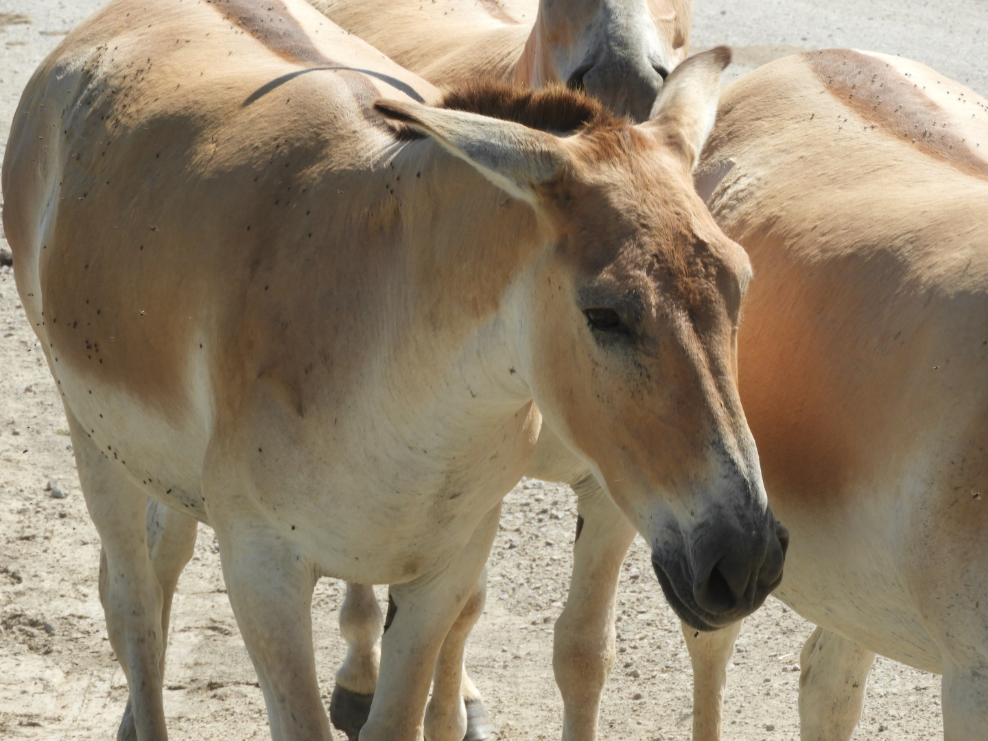 Persian Onager (Equus hemionus onager)