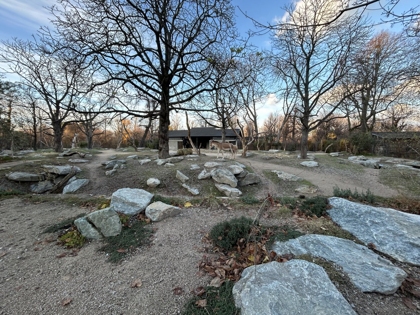 Persian Onager Exhibit (New in 2025)