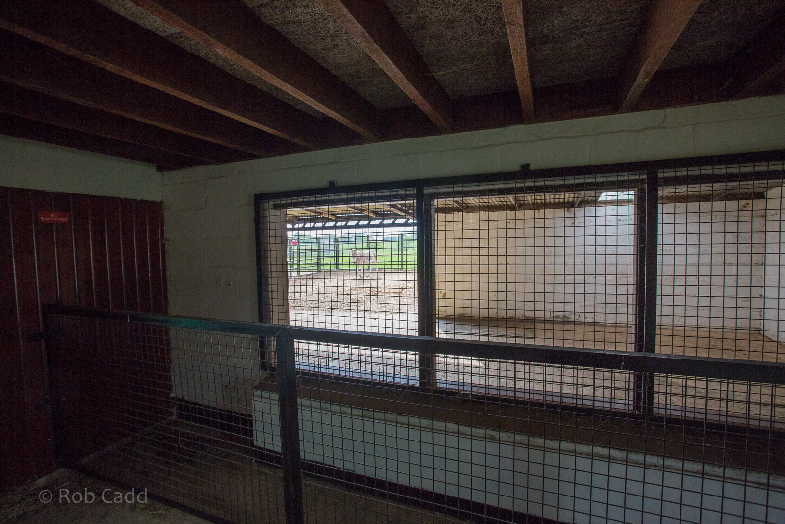 Persian onager (exhibit) : Whipsnade : 07 May 2016