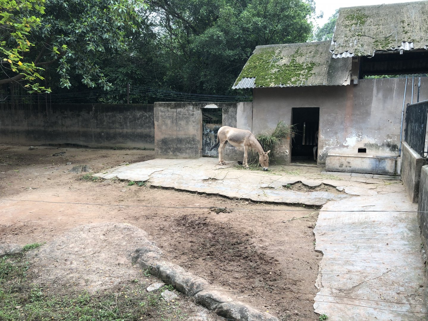Persian Onager Exhibit
