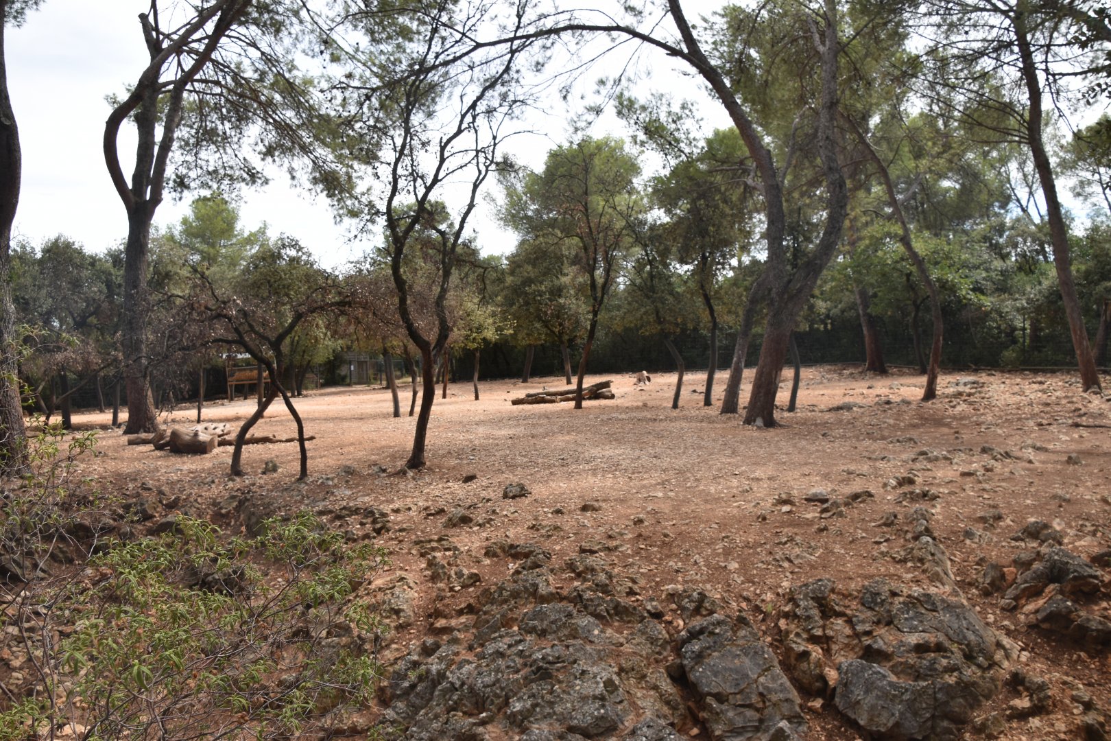 Persian onager exhibit