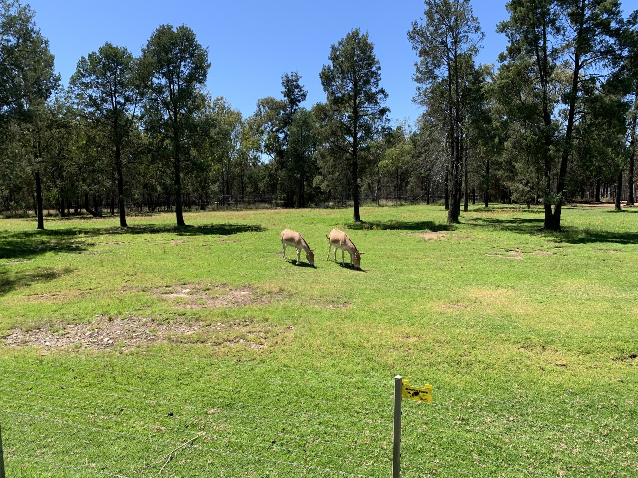 Persian Onager Exhibit