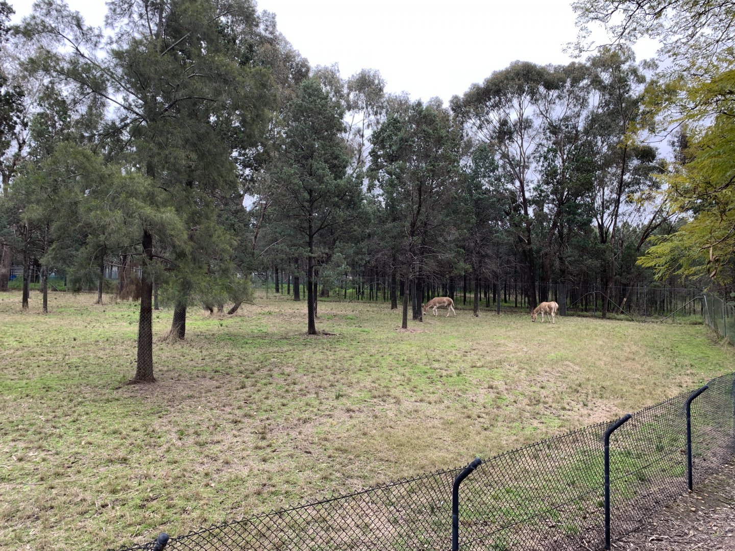 Persian Onager Exhibit