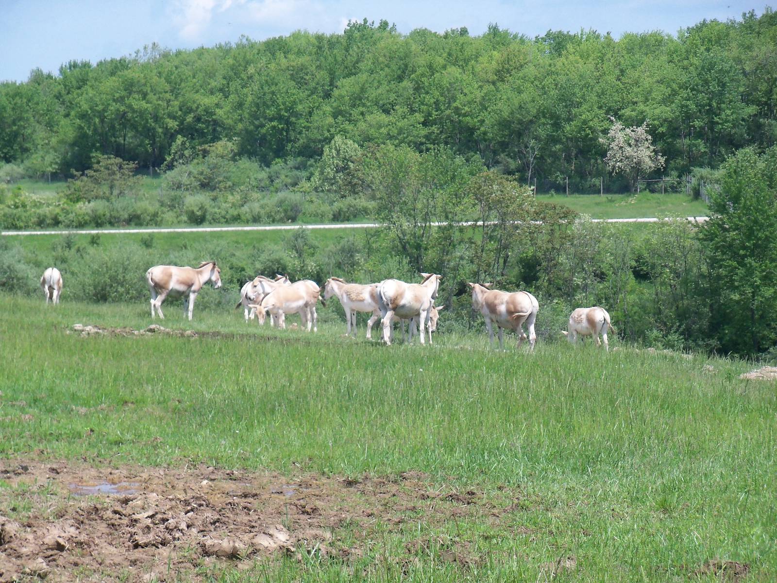 Persian Onager Herd