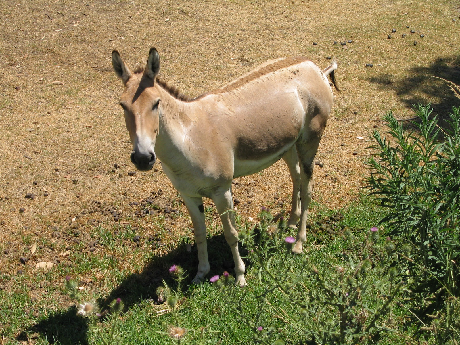 Persian Onager - Jan 2004