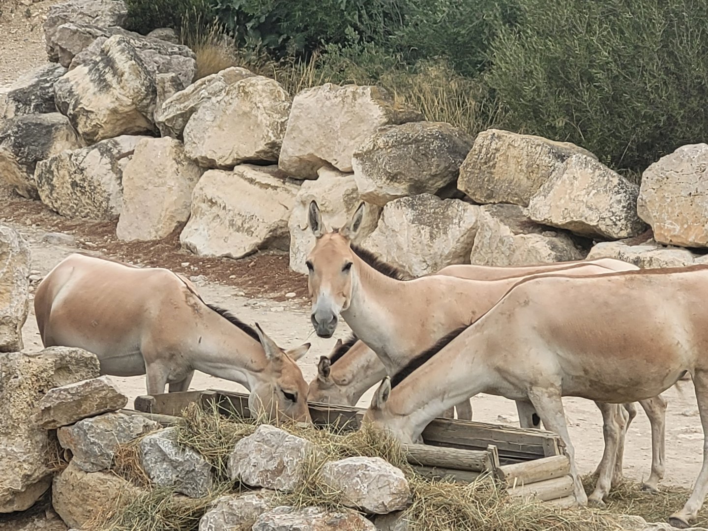 Persian onager -Réserve Africaine de Sigean (2022)