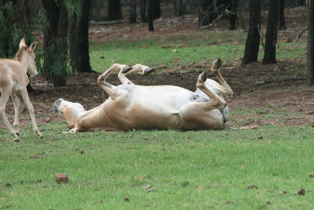 Persian Onager rolling on grass
