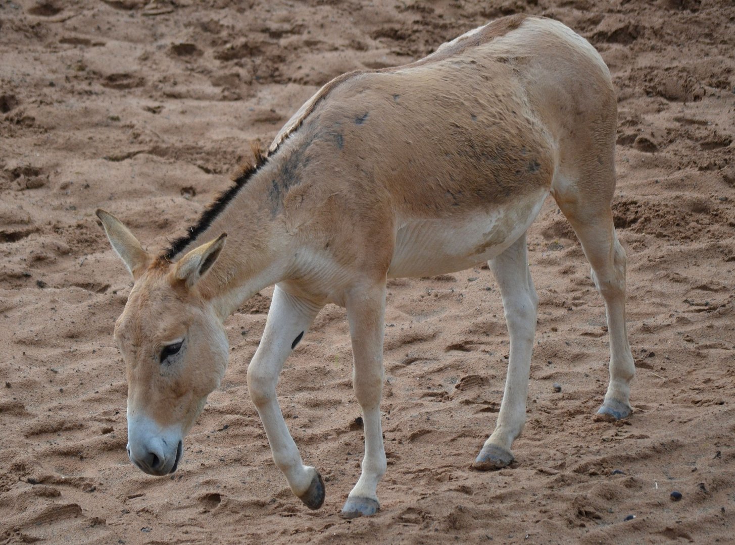 Persian Onager - September 2017