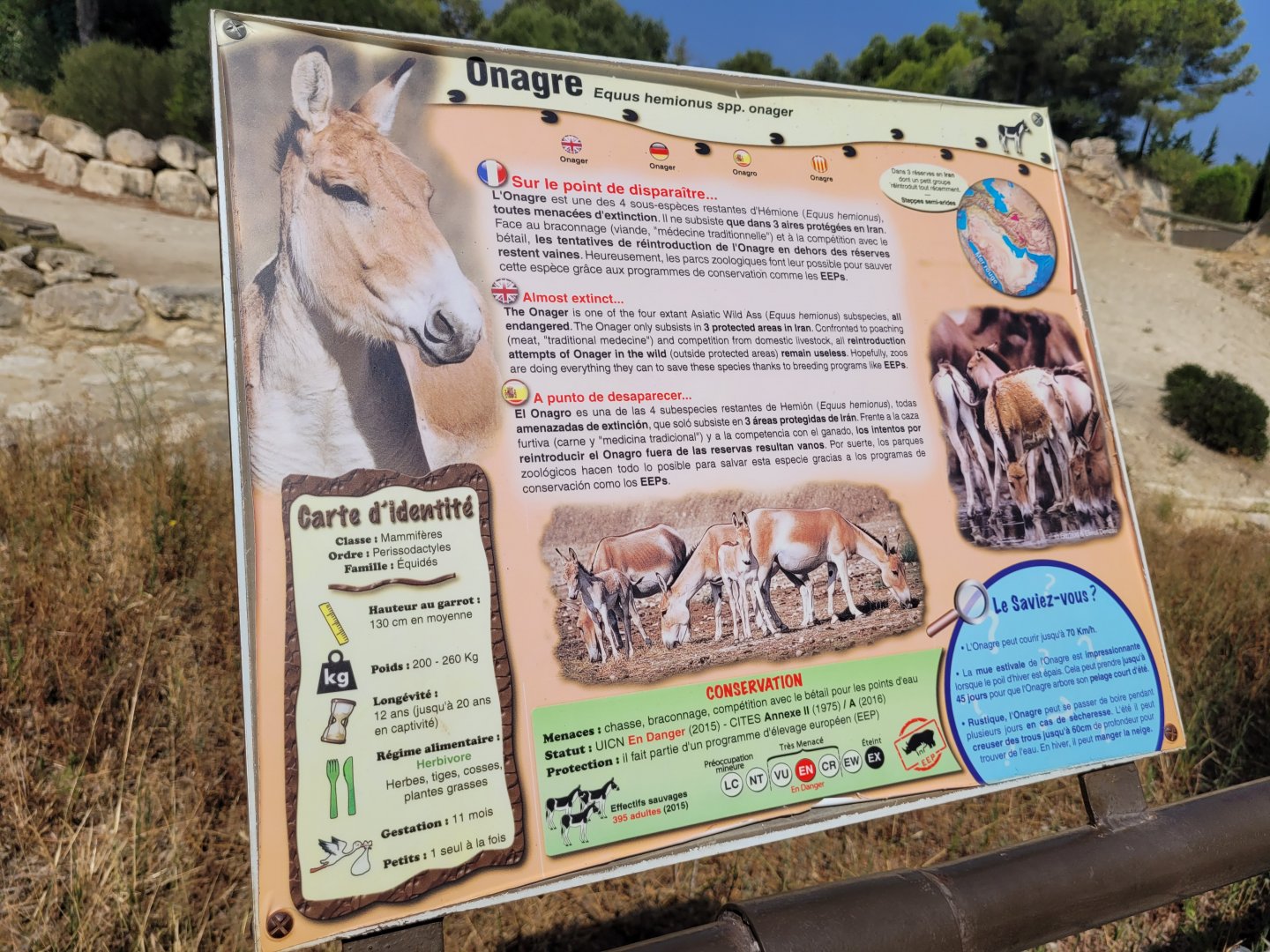 Persian onager sign -Réserve Africaine de Sigean (2022)