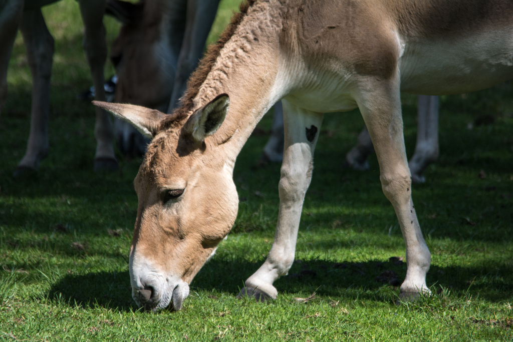 Persian Onager - Taronga Western Plains Zoo visit April 2014