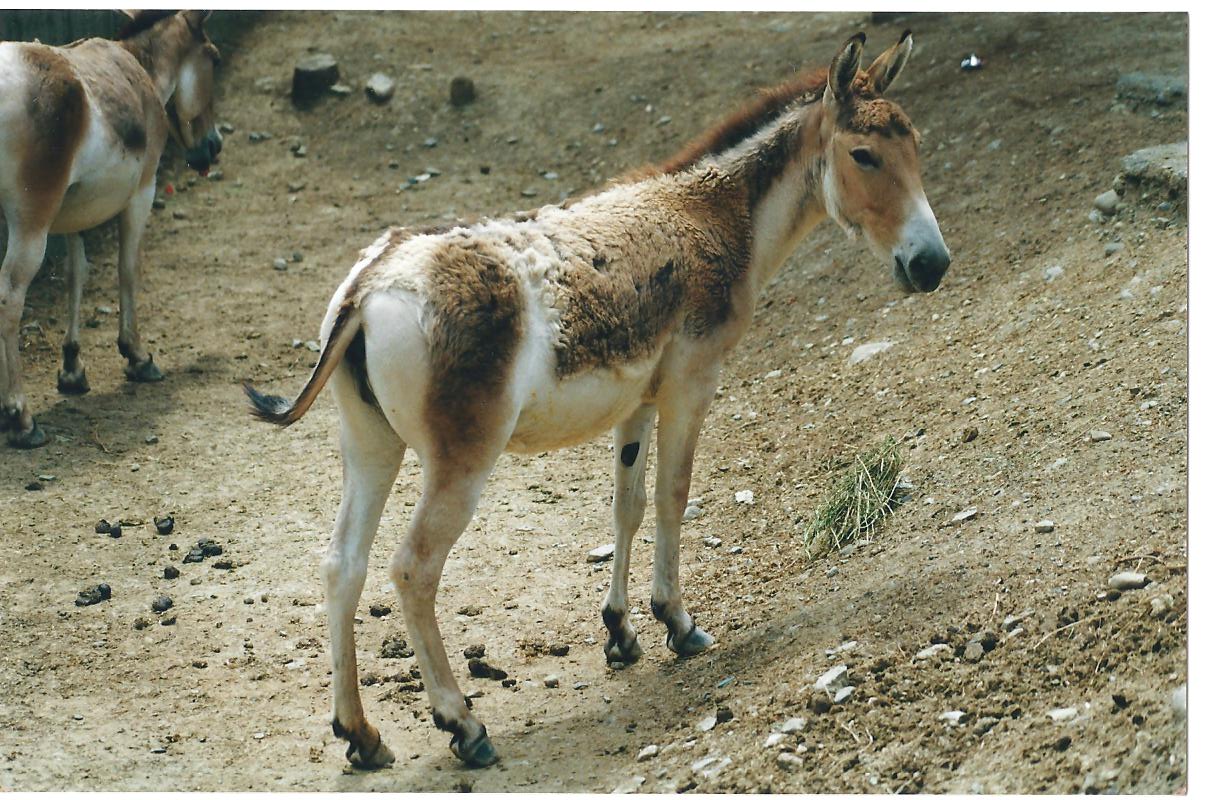 persian onager (tehran zoo)1992