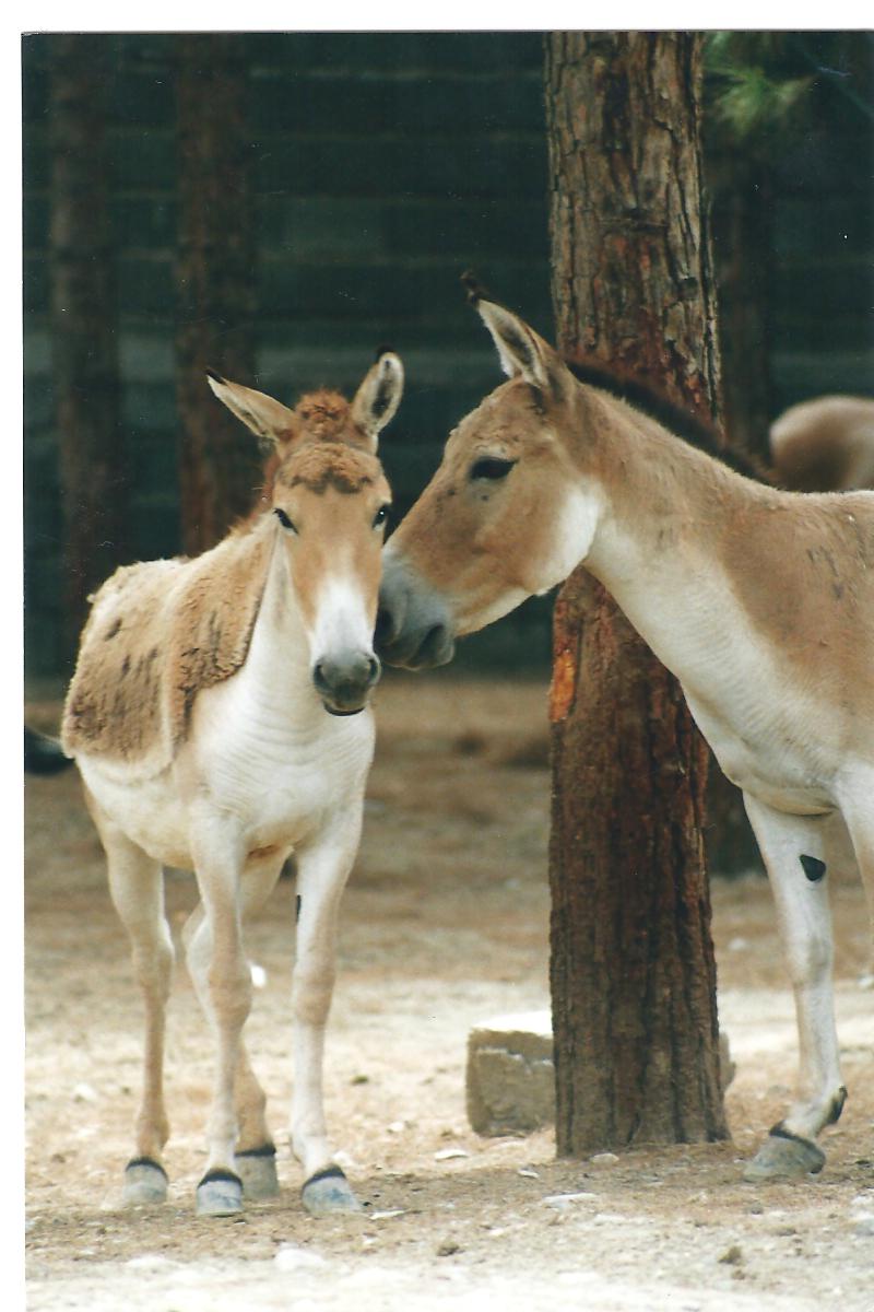 persian onager (tehran zoo)1992