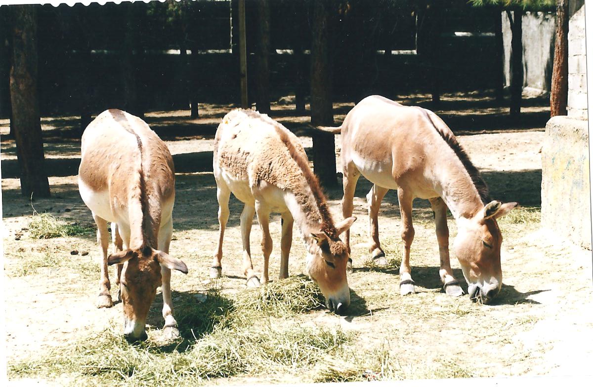 persian onager (tehran zoo)1992