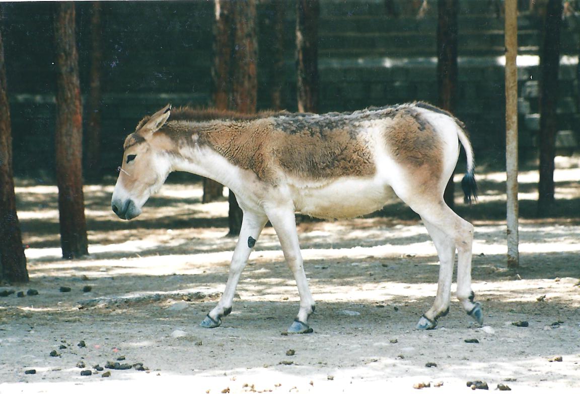 persian onager (tehran zoo)1992