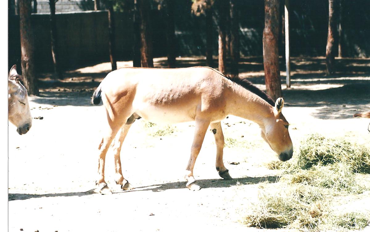 persian onager (tehran zoo)1992