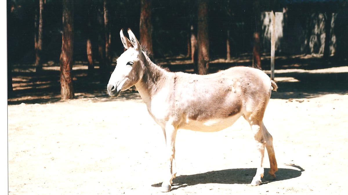 persian onager (tehran zoo)1992