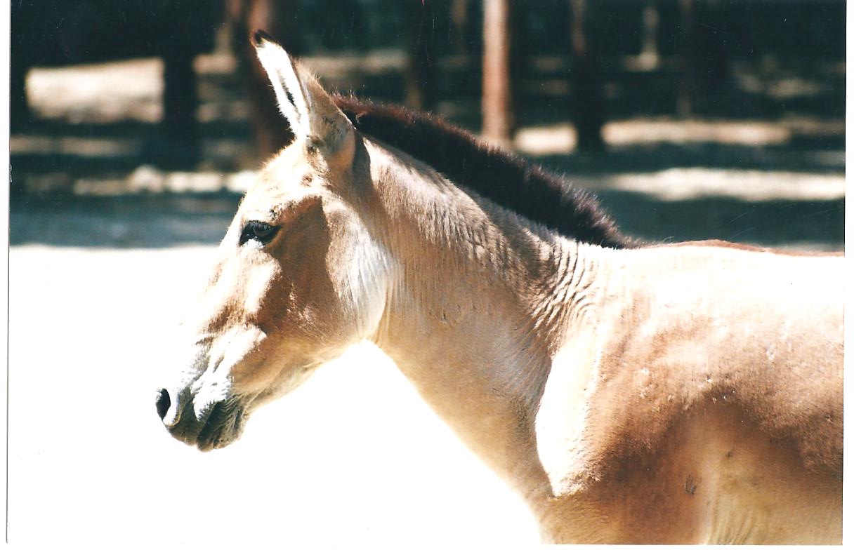 persian onager (tehran zoo)1992