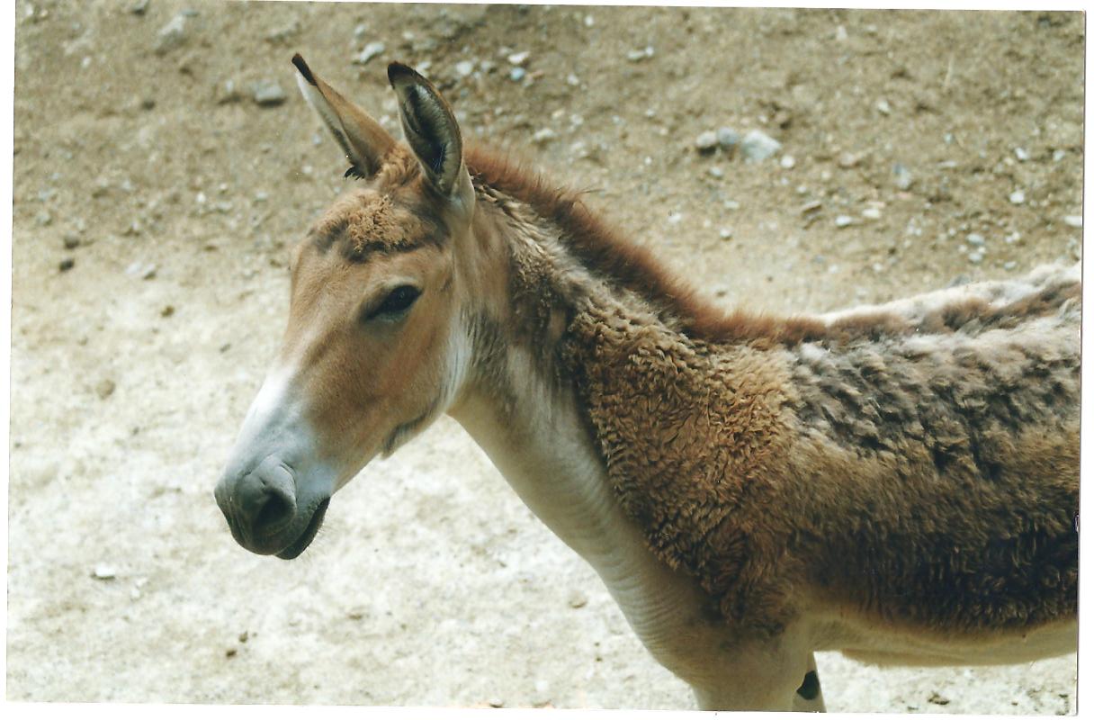 persian onager (tehran zoo)1992