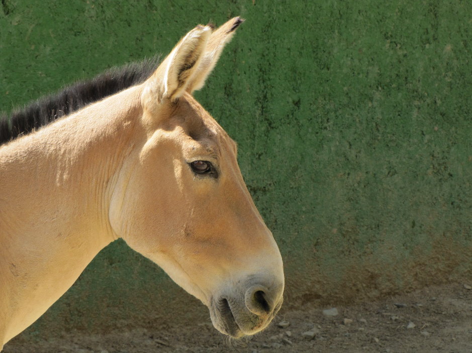 persian onager (tehran zoo)