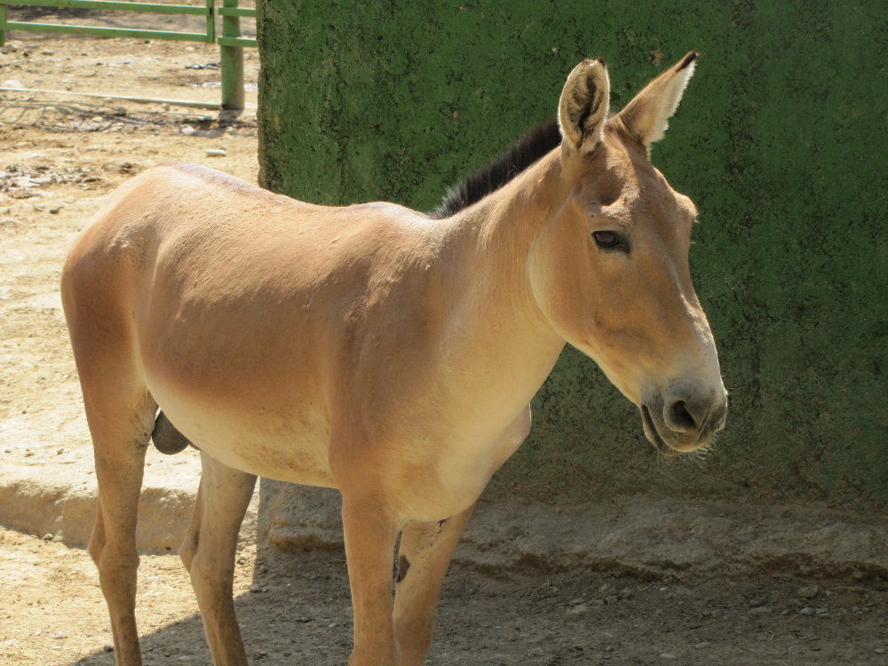 persian onager (tehran zoo)