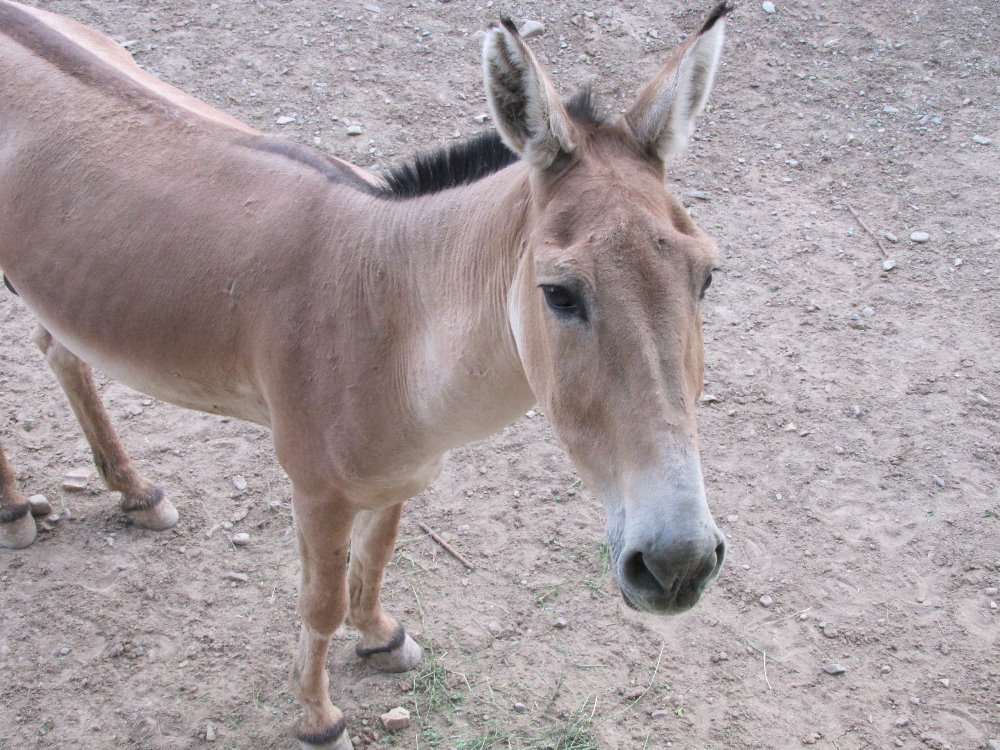 persian onager (tehran zoo)