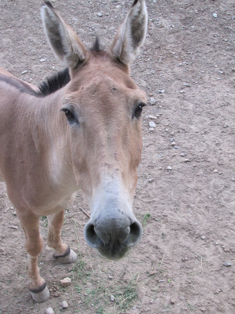 persian onager (tehran zoo)