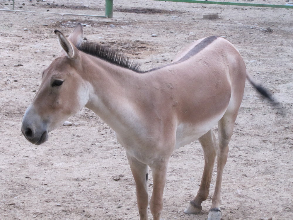 persian onager (tehran zoo)
