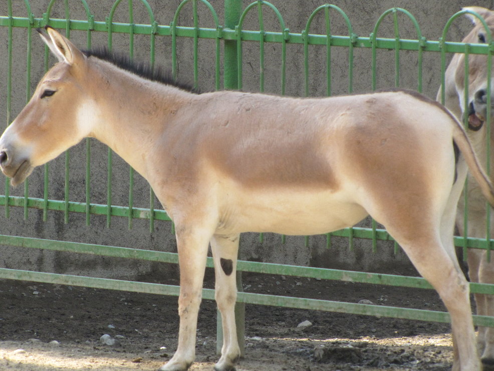 persian onager (tehran zoo)