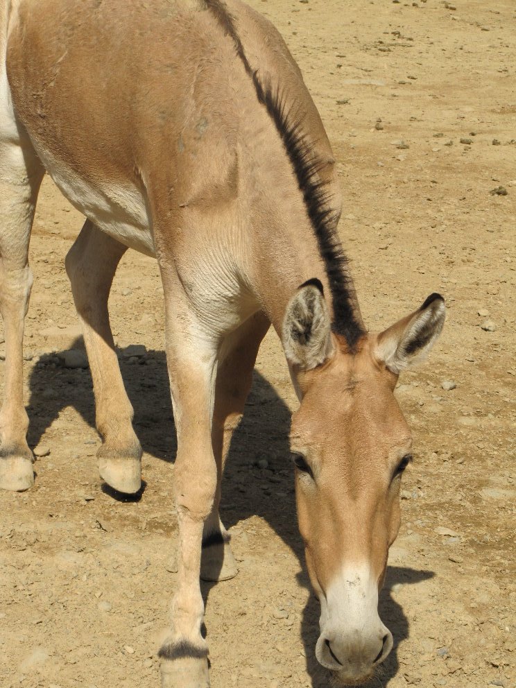 persian onager (tehran zoo)
