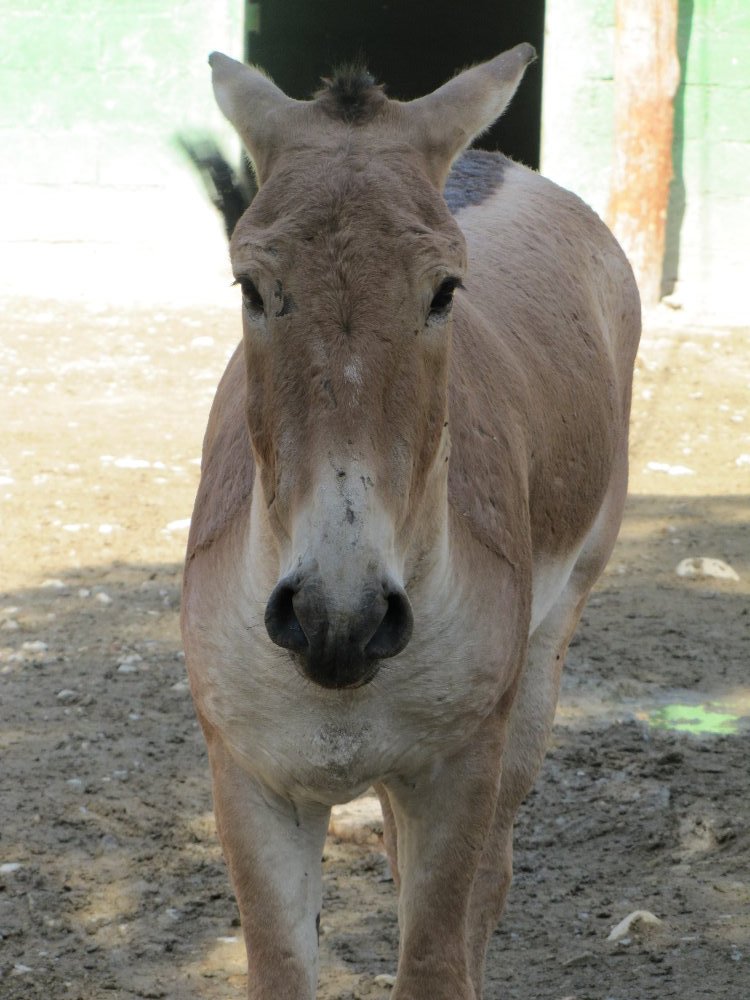 persian onager (tehran zoo)