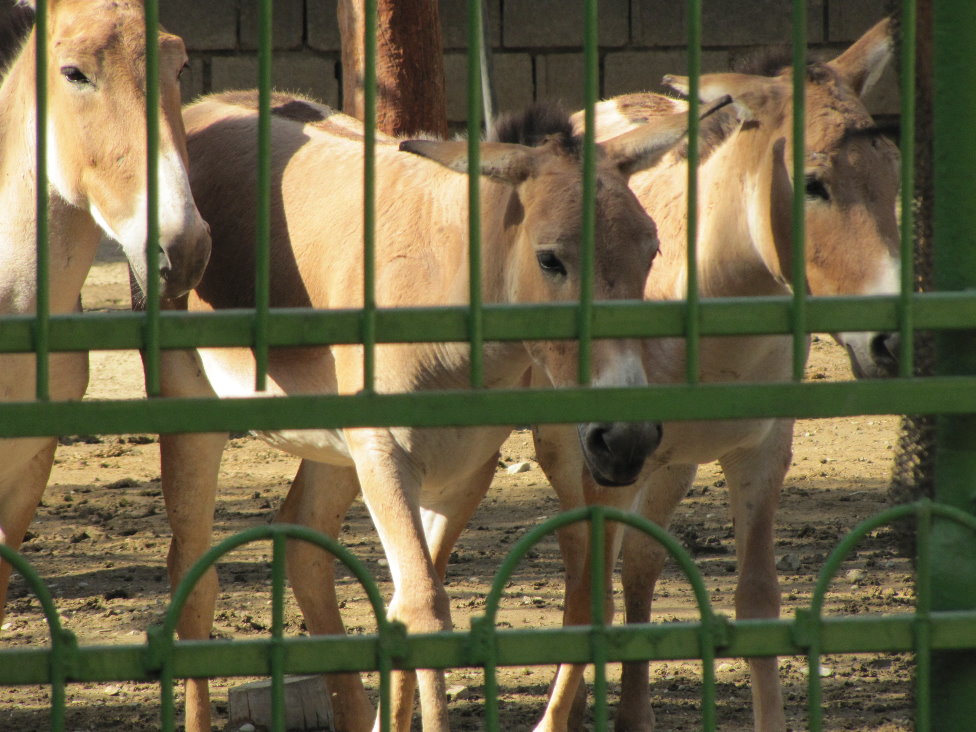 persian onager (tehran zoo)