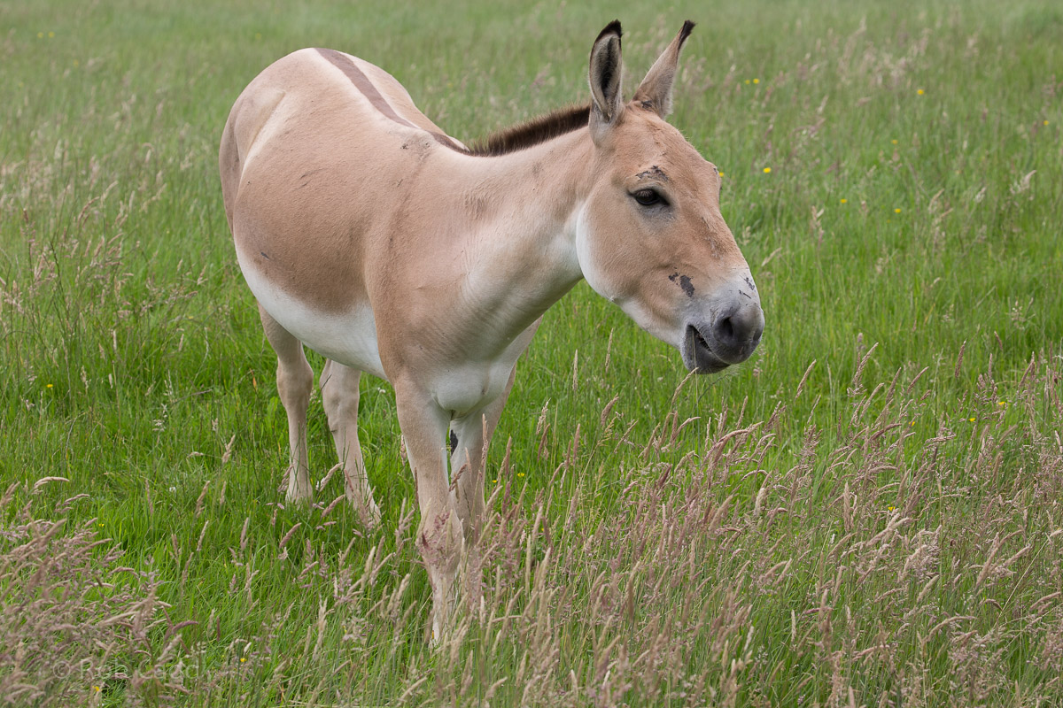 Persian onager : Whipsnade : 01 Jul 2016