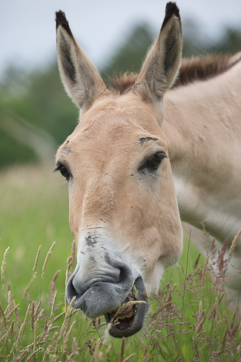 Persian onager : Whipsnade : 01 Jul 2016