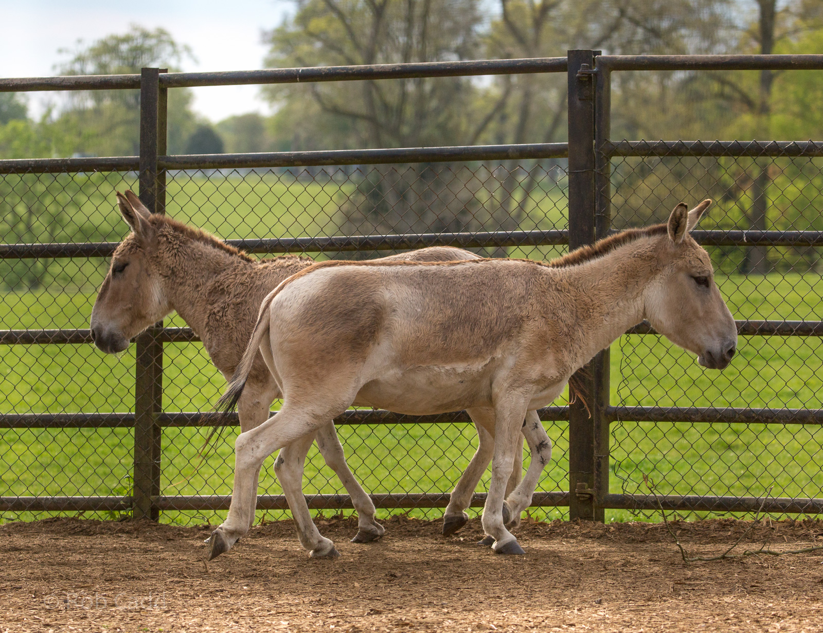 Persian onager : Whipsnade : 07 May 2016