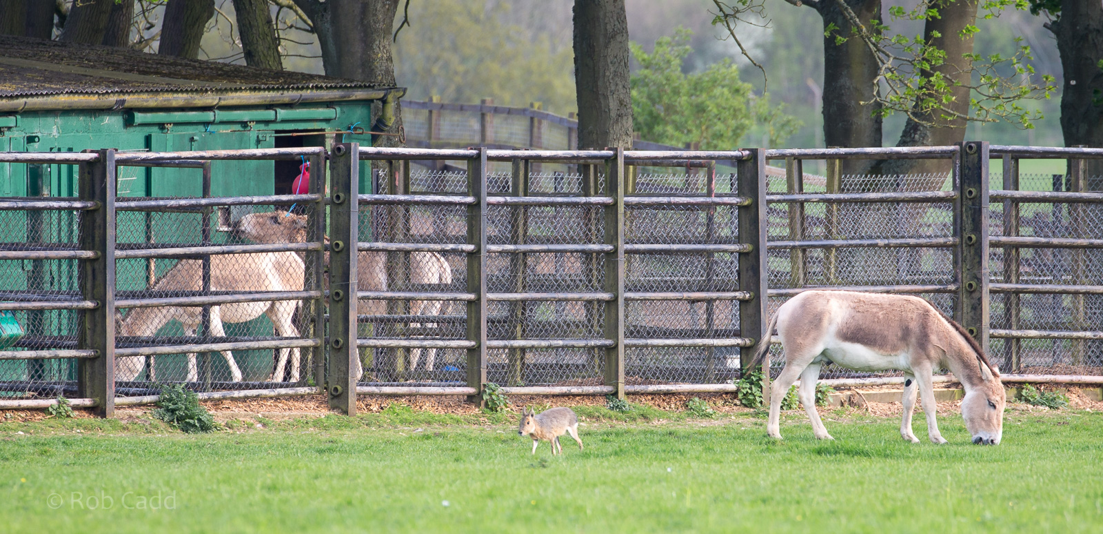 Persian onager : Whipsnade : 07 May 2016