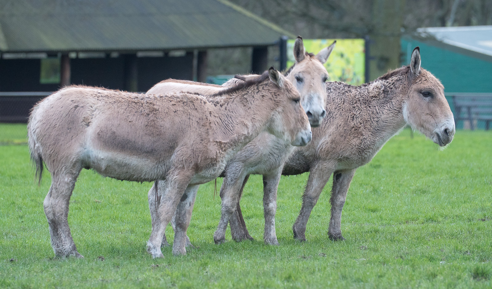 Persian onager : Whipsnade : 10 Jan 2016