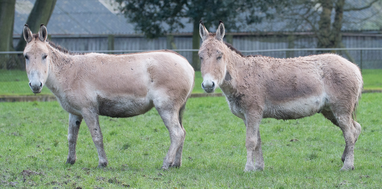 Persian onager : Whipsnade : 10 Jan 2016
