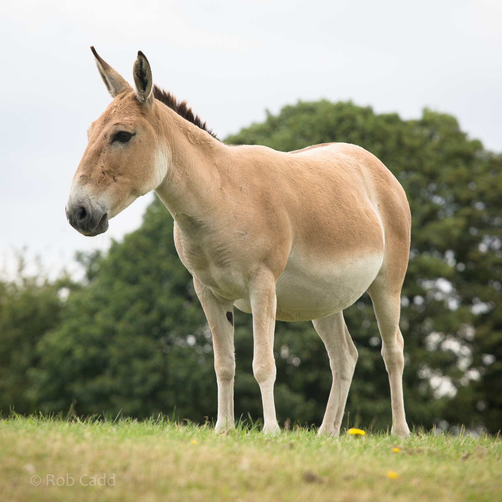 Persian onager : Whipsnade : 16 Aug 2014