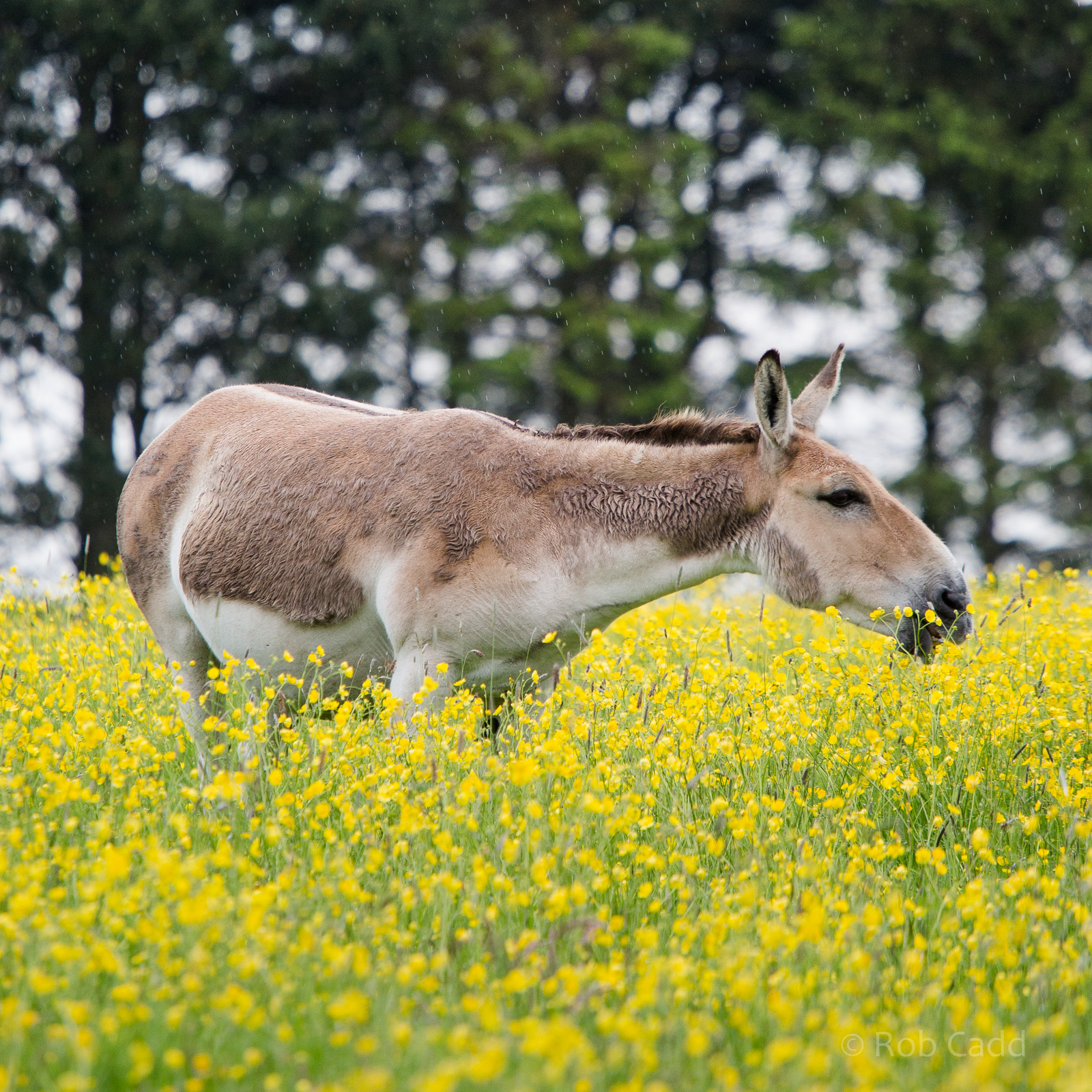 Persian onager : Whipsnade : 26 May 2014
