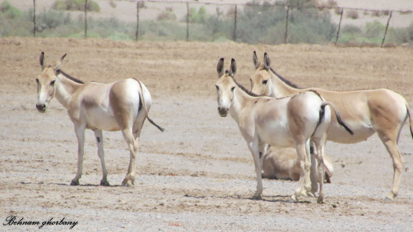 persian onager