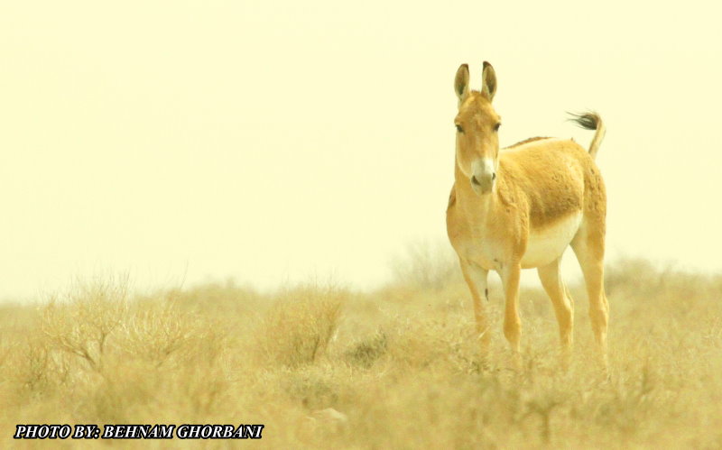 persian onager