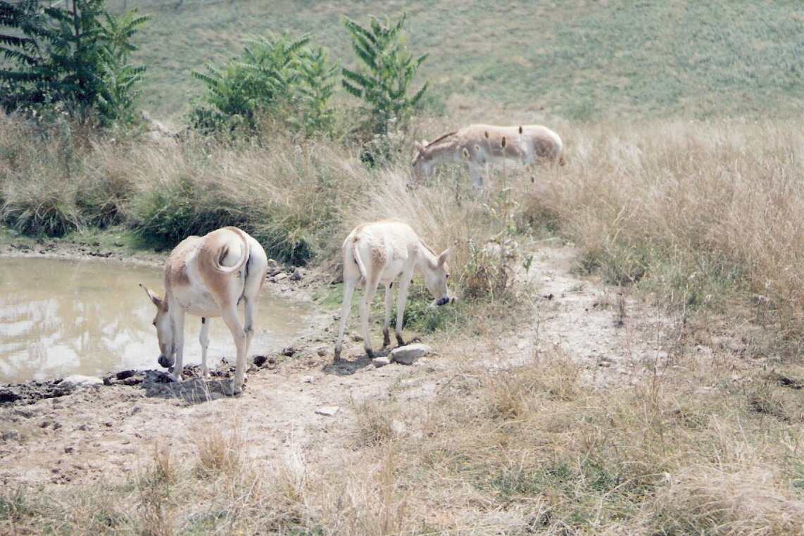 Persian Onager