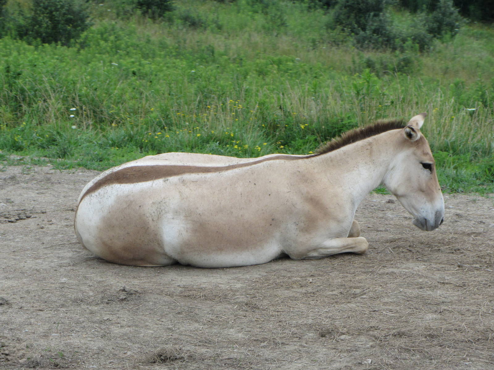 Persian Onager