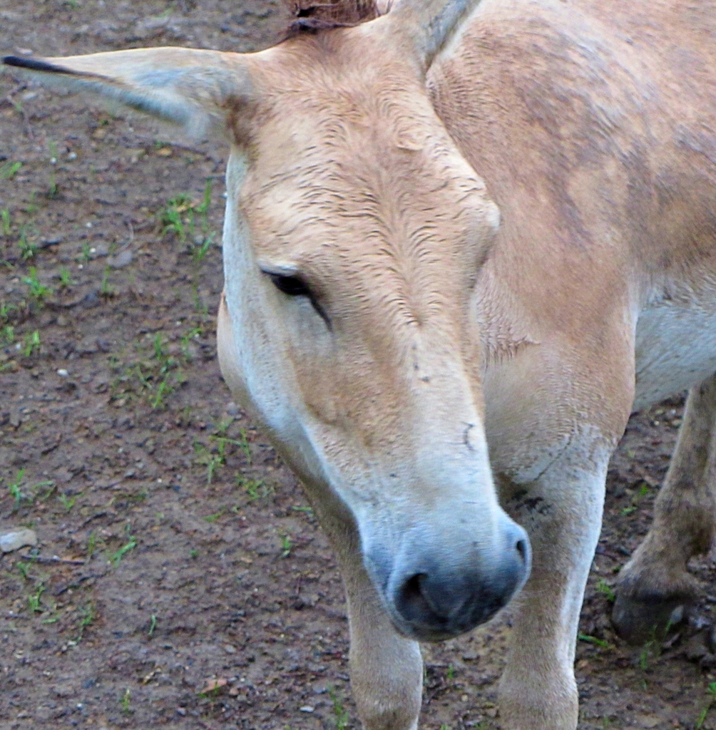 Persian Onager