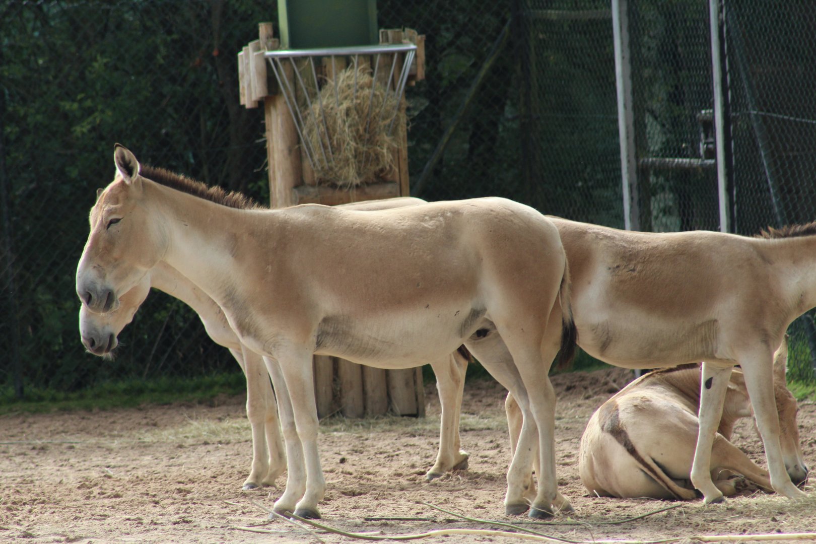 Persian Onager