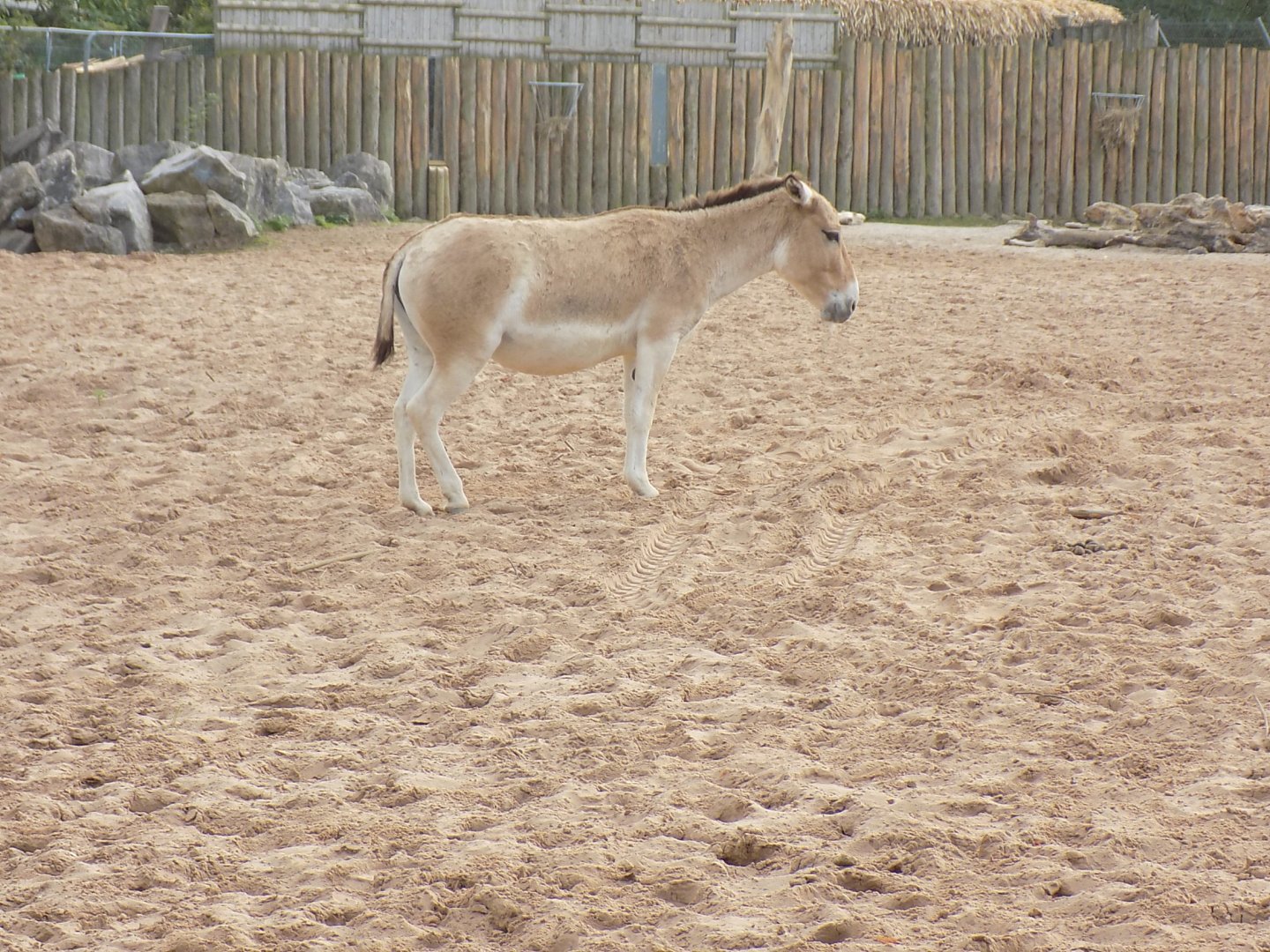 Persian Onager