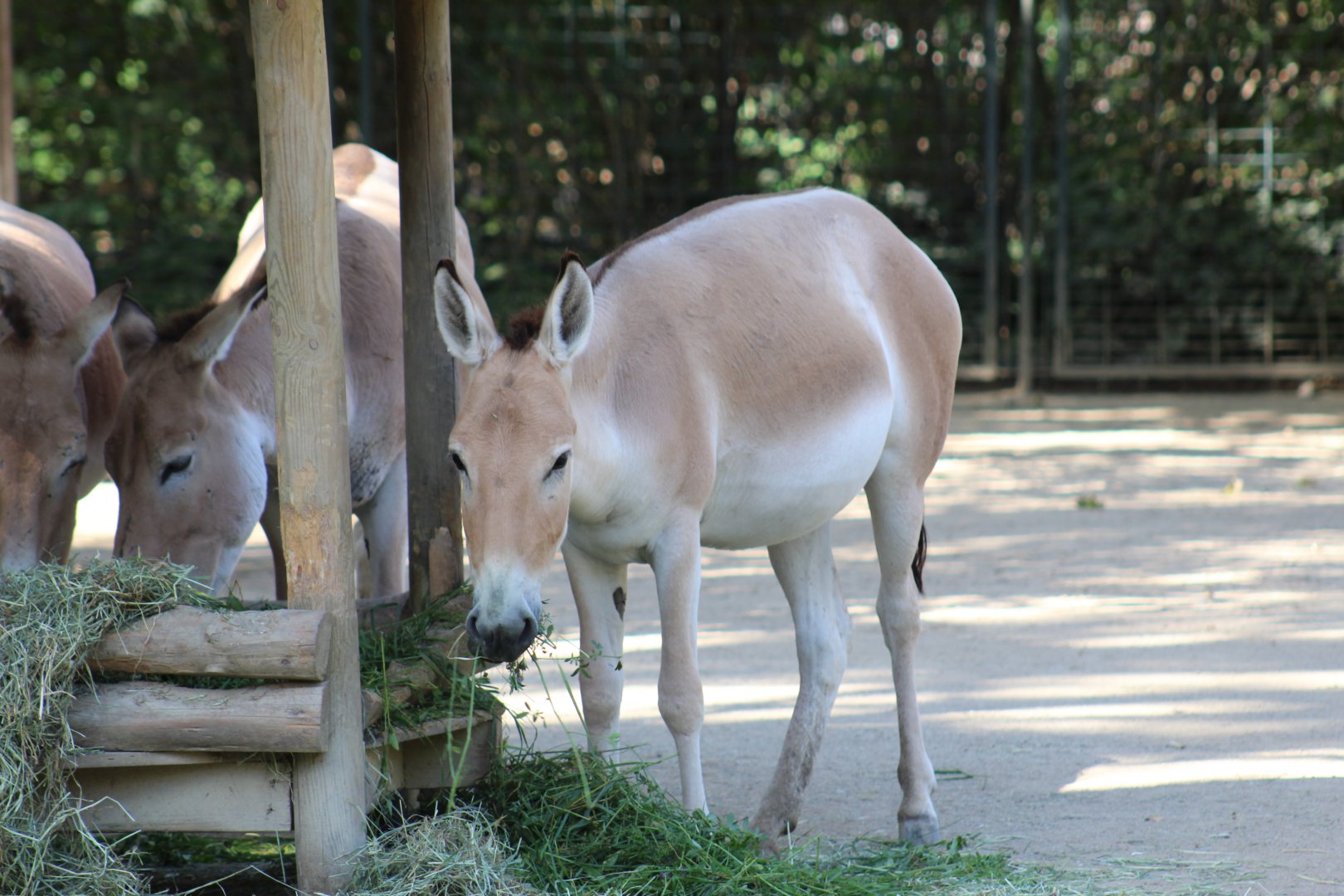 Persian Onager
