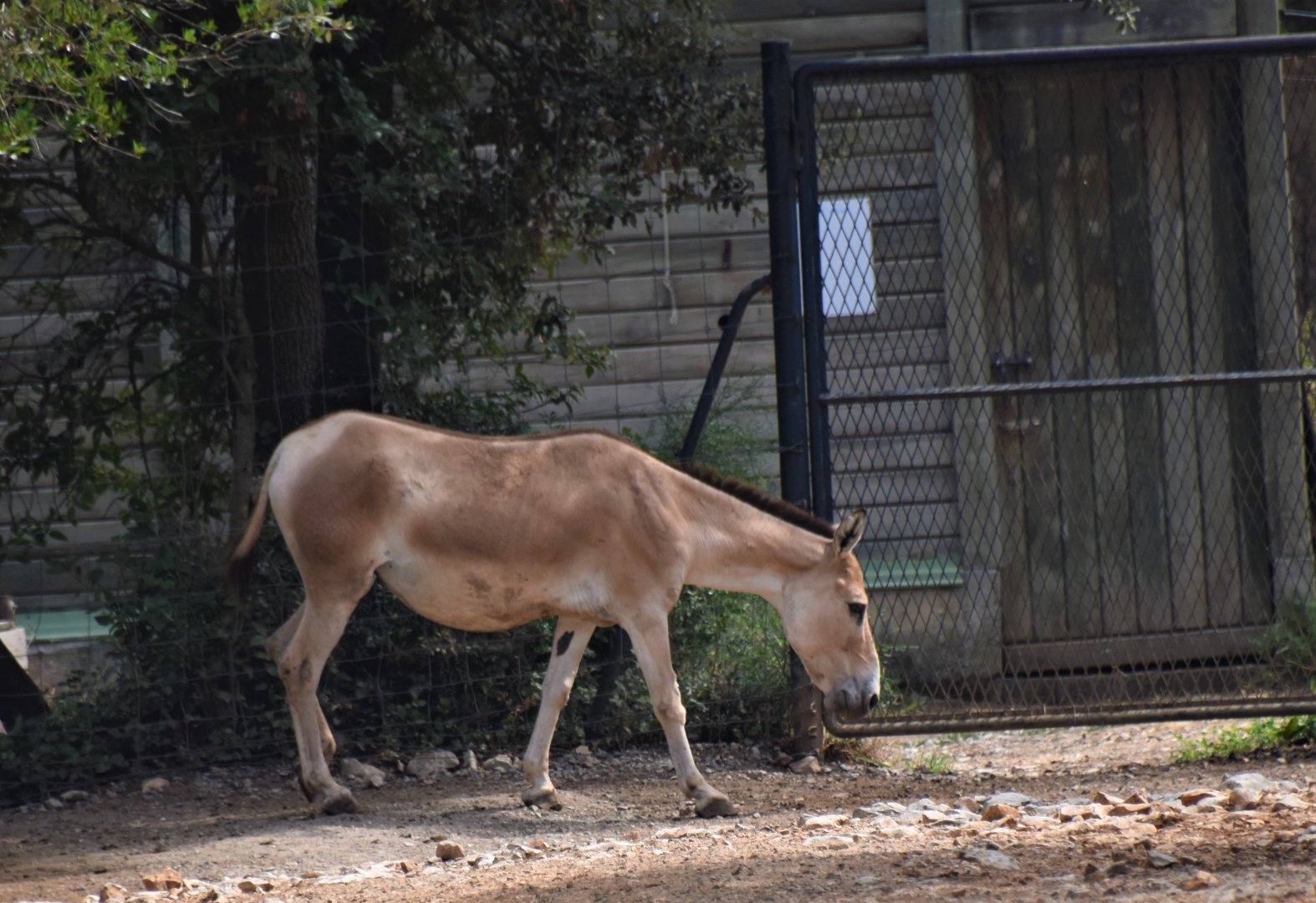 Persian onager
