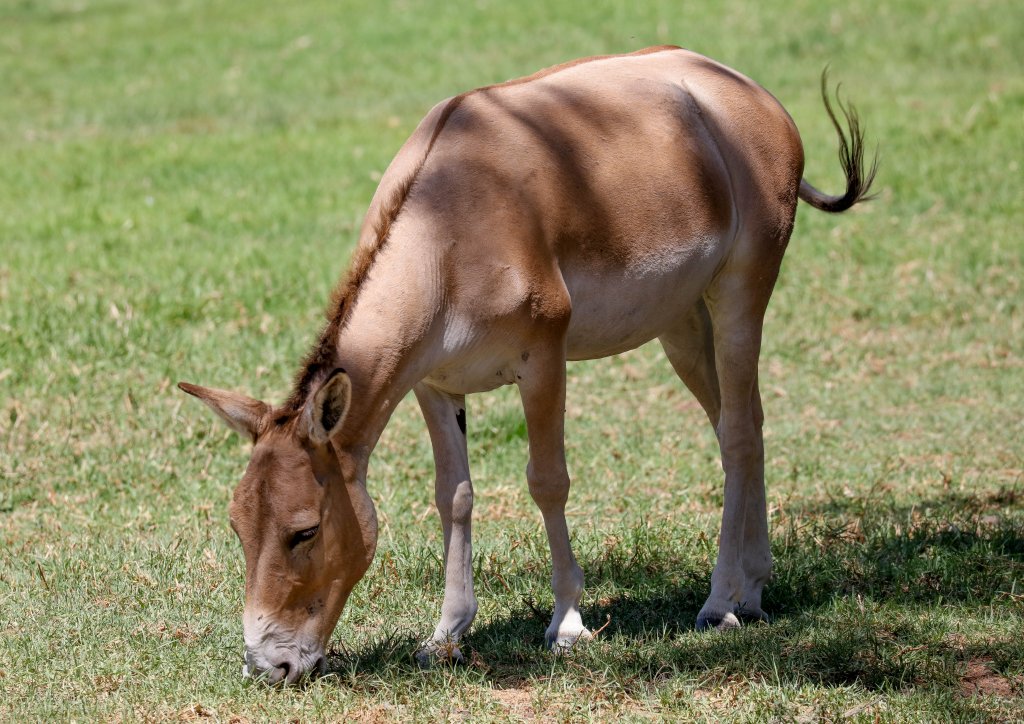 Persian Onager