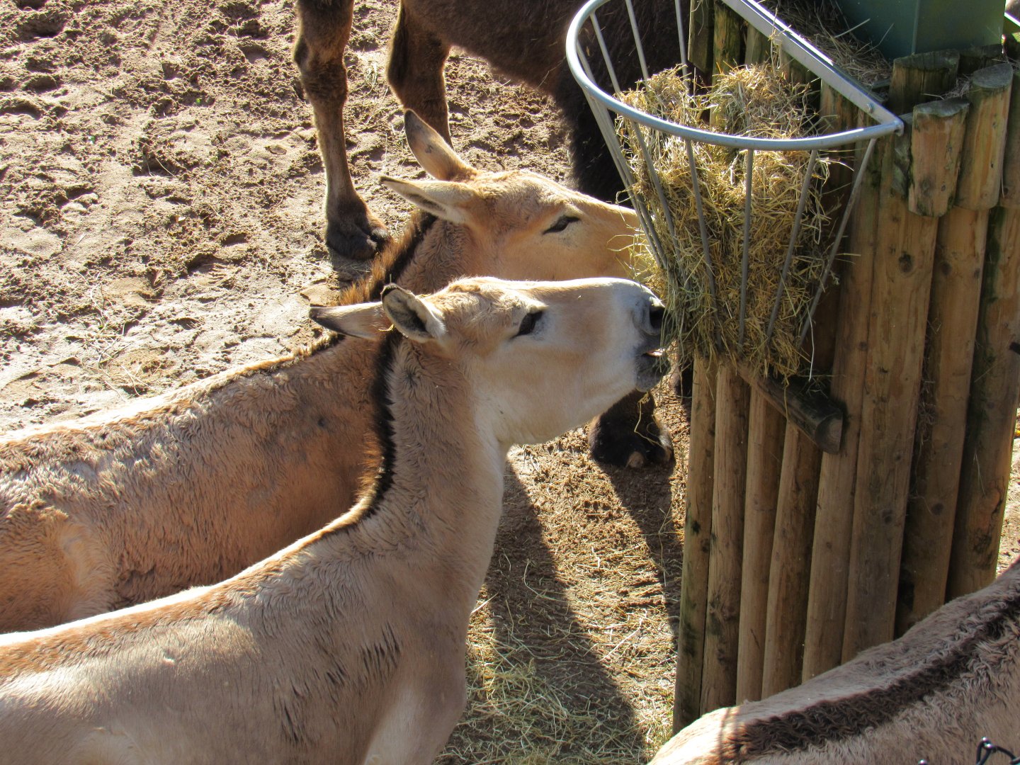 Persian Onager